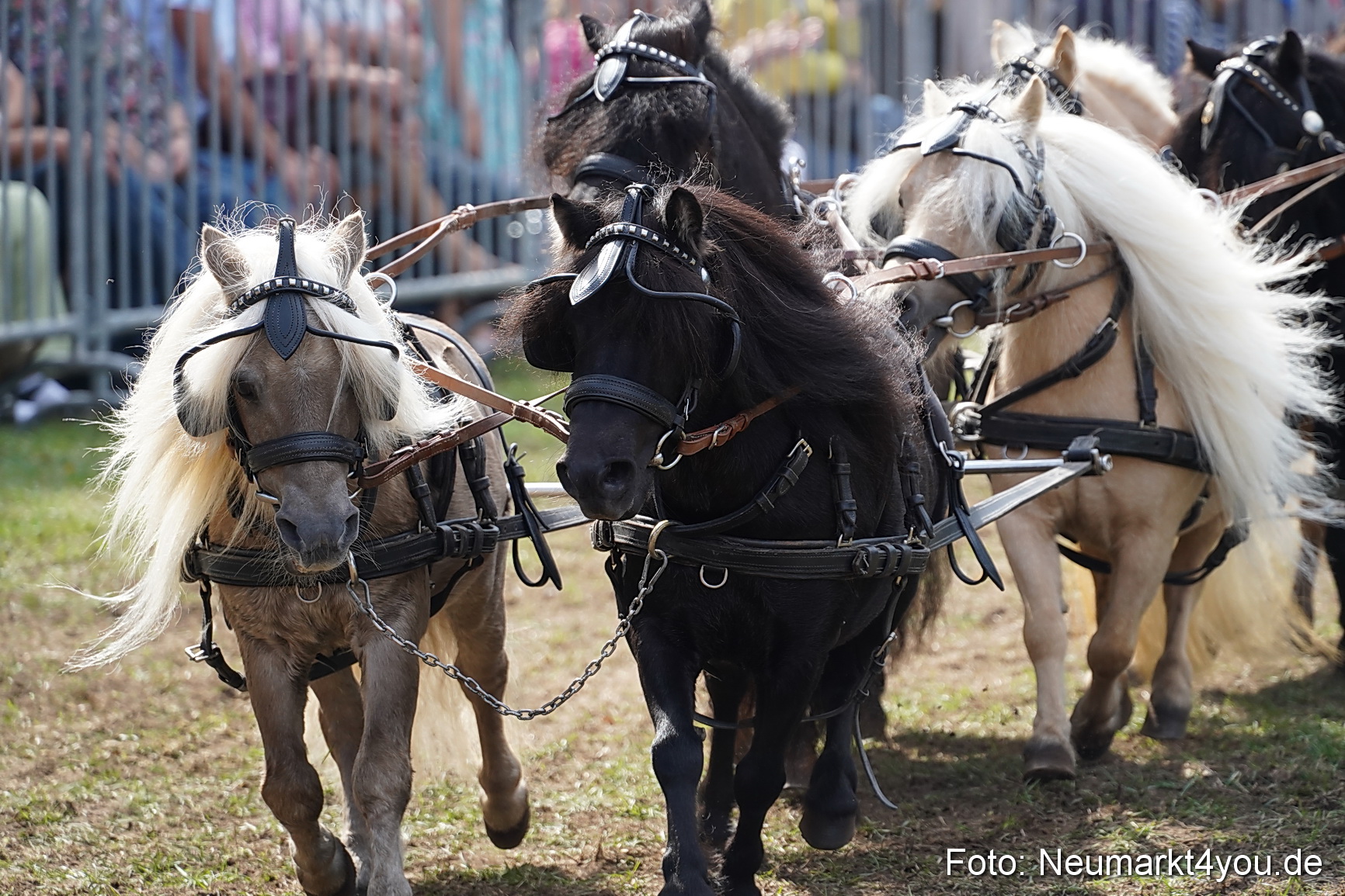 Pferde und Fohlenschau 2022 0309 